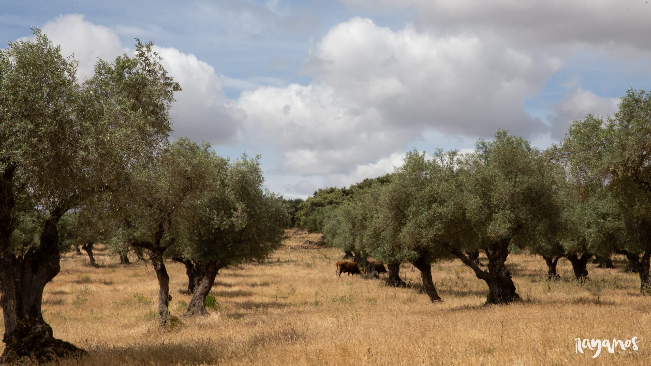 Jerez de los Caballeros, Juanes Ibéricos Salvajes, ibérico, agronatura, ecología, Extremadura