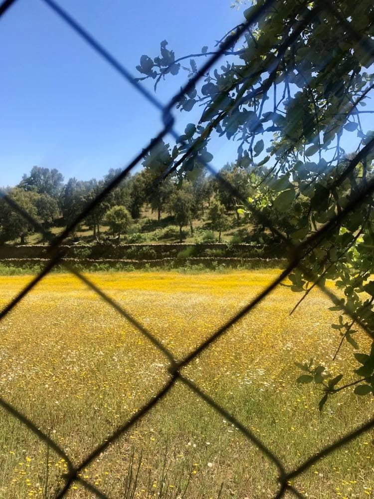 Rayanos | primavera