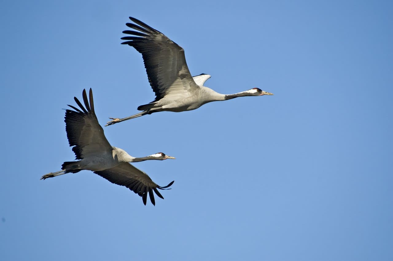 Extremadura Turismo, grullas, Extremadura