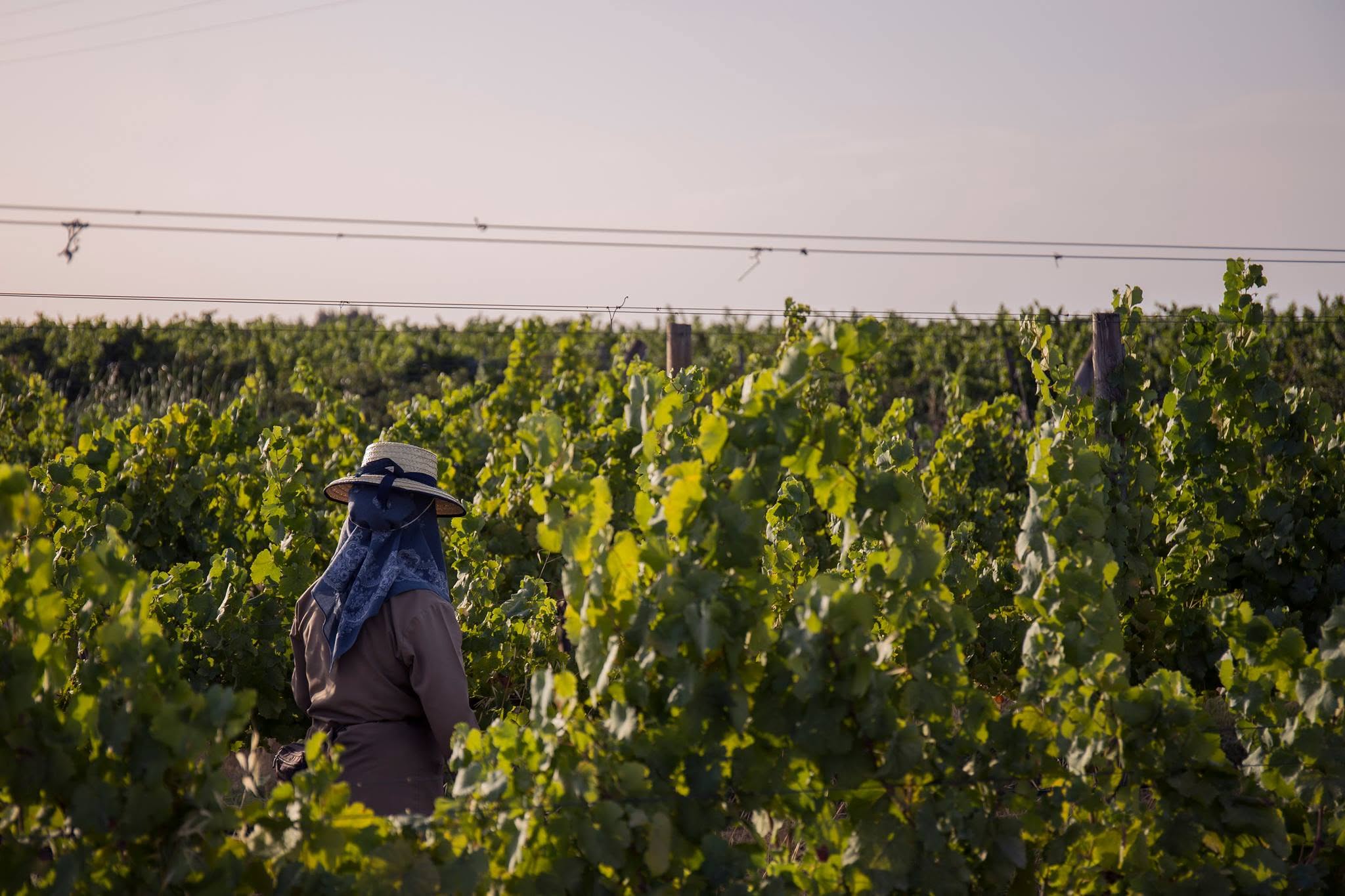 Ruta dos vinhos, Alentejo, enoturismo, turismo, vinos, Évora, Monsaraz, Esporão