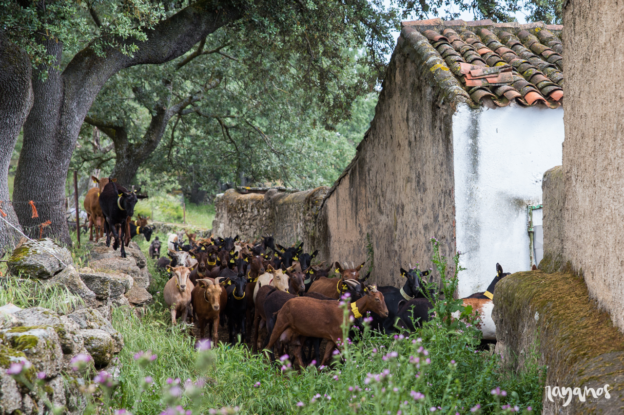 Valencia de Alcántara, queso, quesería artesanal, agronatura, Extremadura