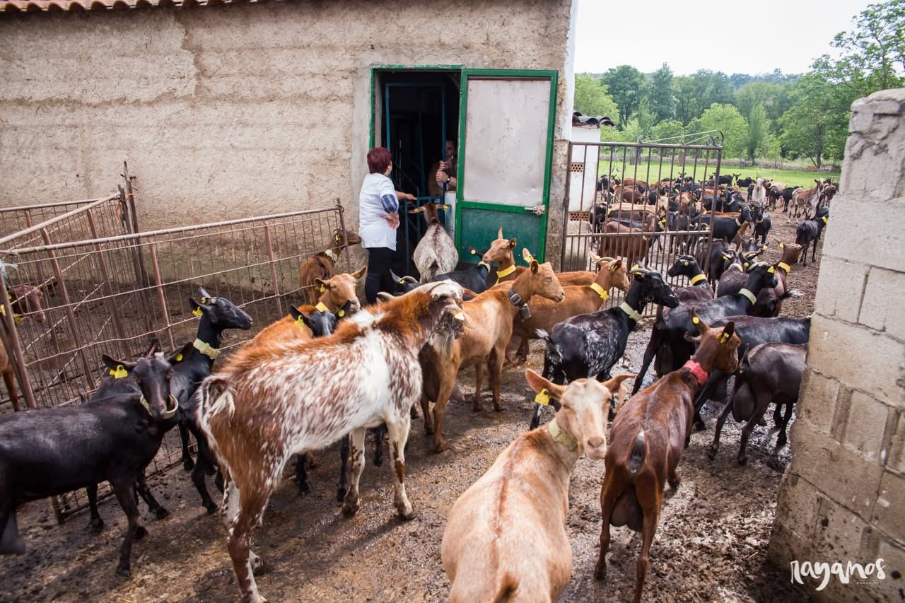 Valencia de Alcántara, queso, quesería artesanal, agronatura, Extremadura